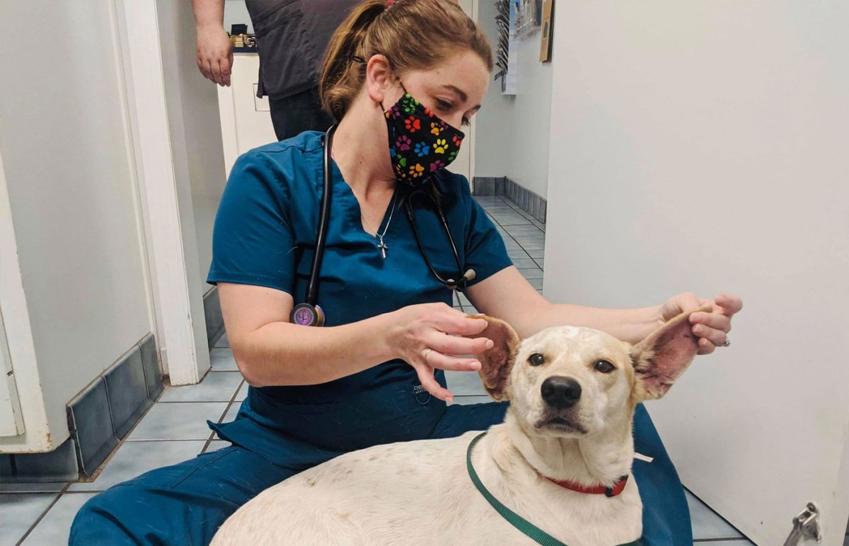 Medical Vet in Huntsville Green Cove Pet Hospital